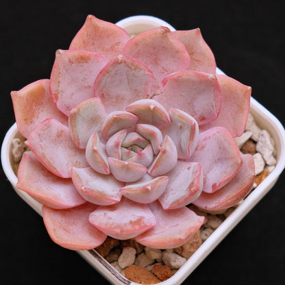 Echeveria Lucinda Korean Succulent Plant *New*