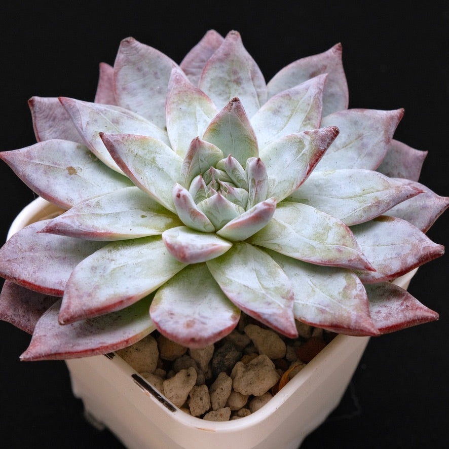 Big Echeveria Black Sabbath hybrid Korean Succulent Plant