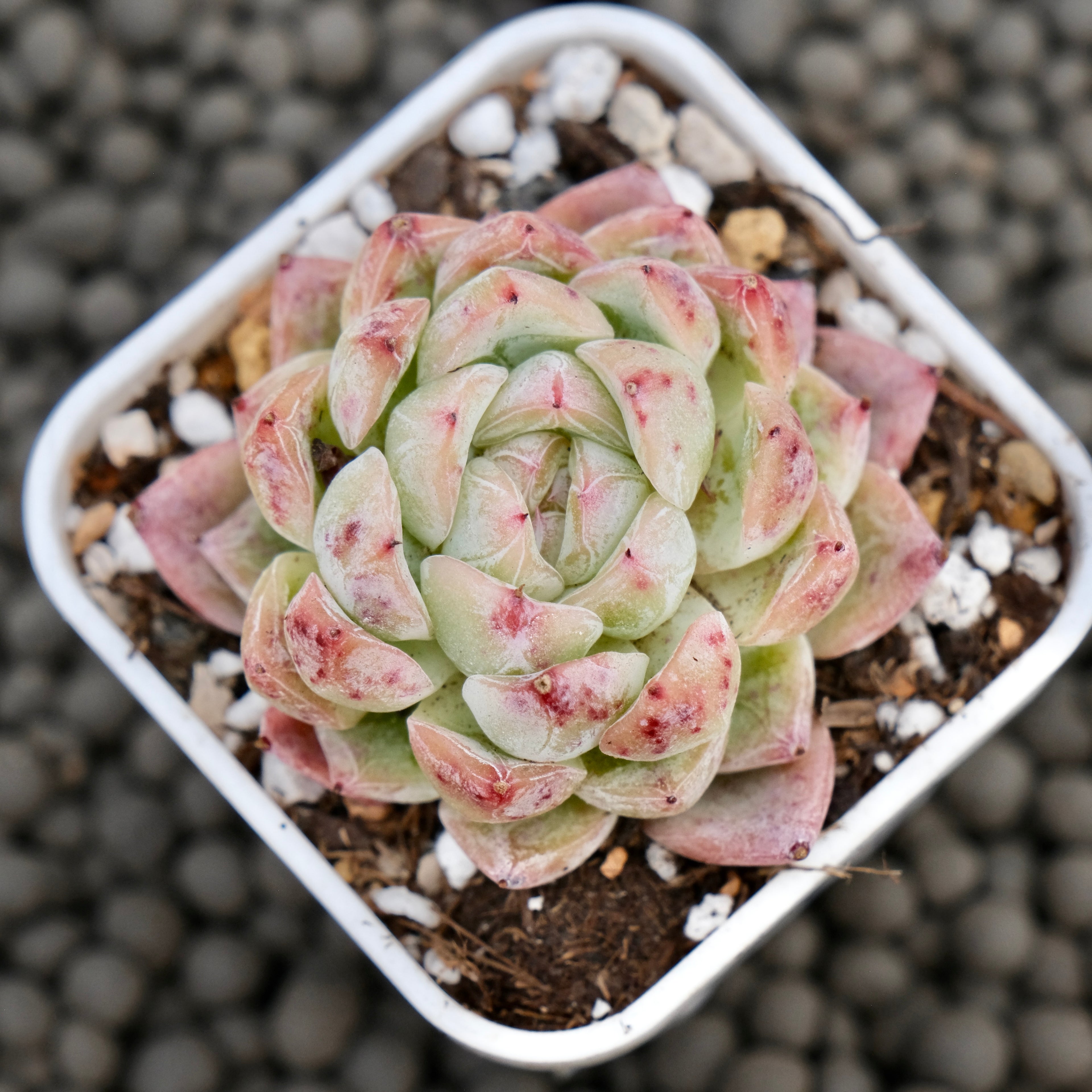 Echeveria Igloo Korean Succulent Plant Hwaga Hybrid