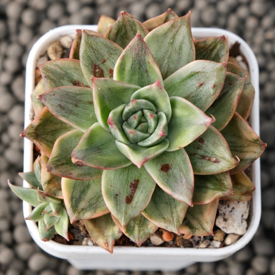 Variegated Echeveria Leopard Korean Succulent Plant