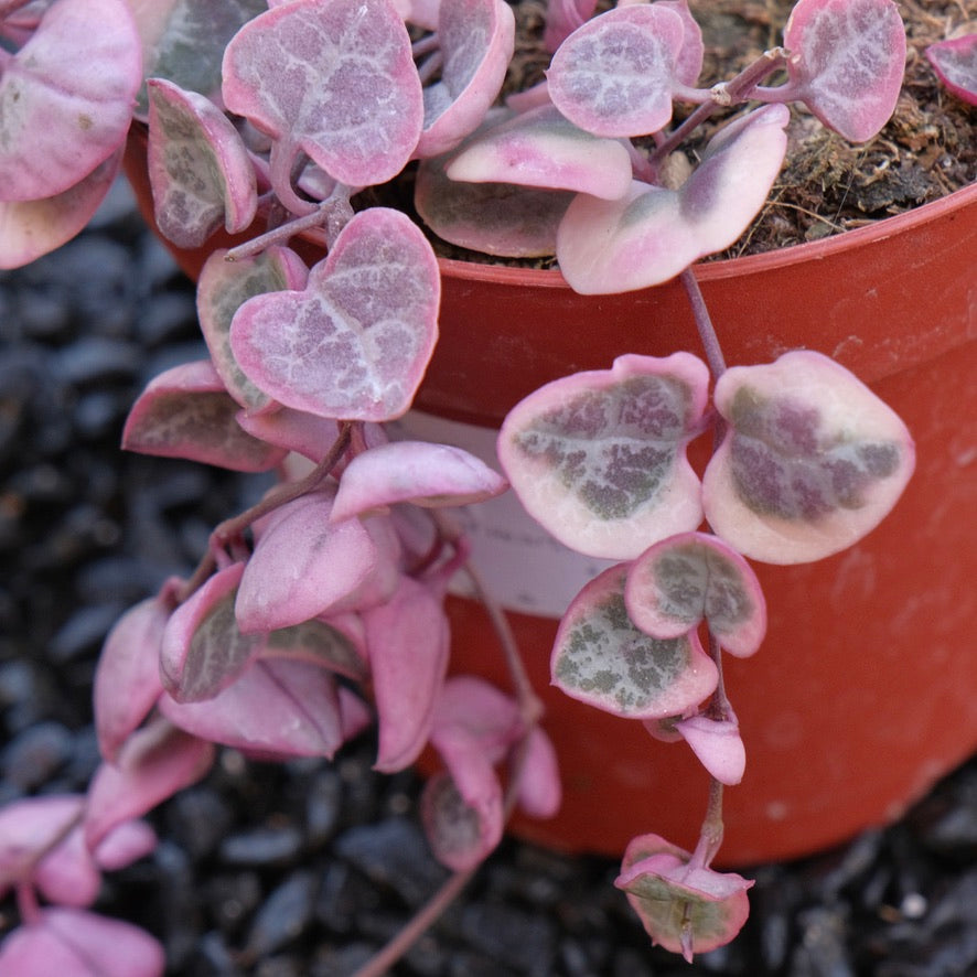 4 inch Variegated String of Hearts Succulent Plant