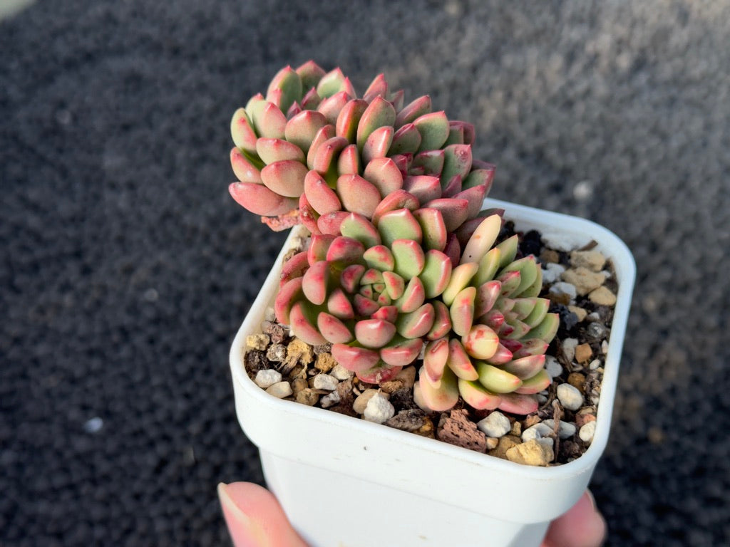 Variegated Graptoveria Pink Ruby Korean Succulent Plant