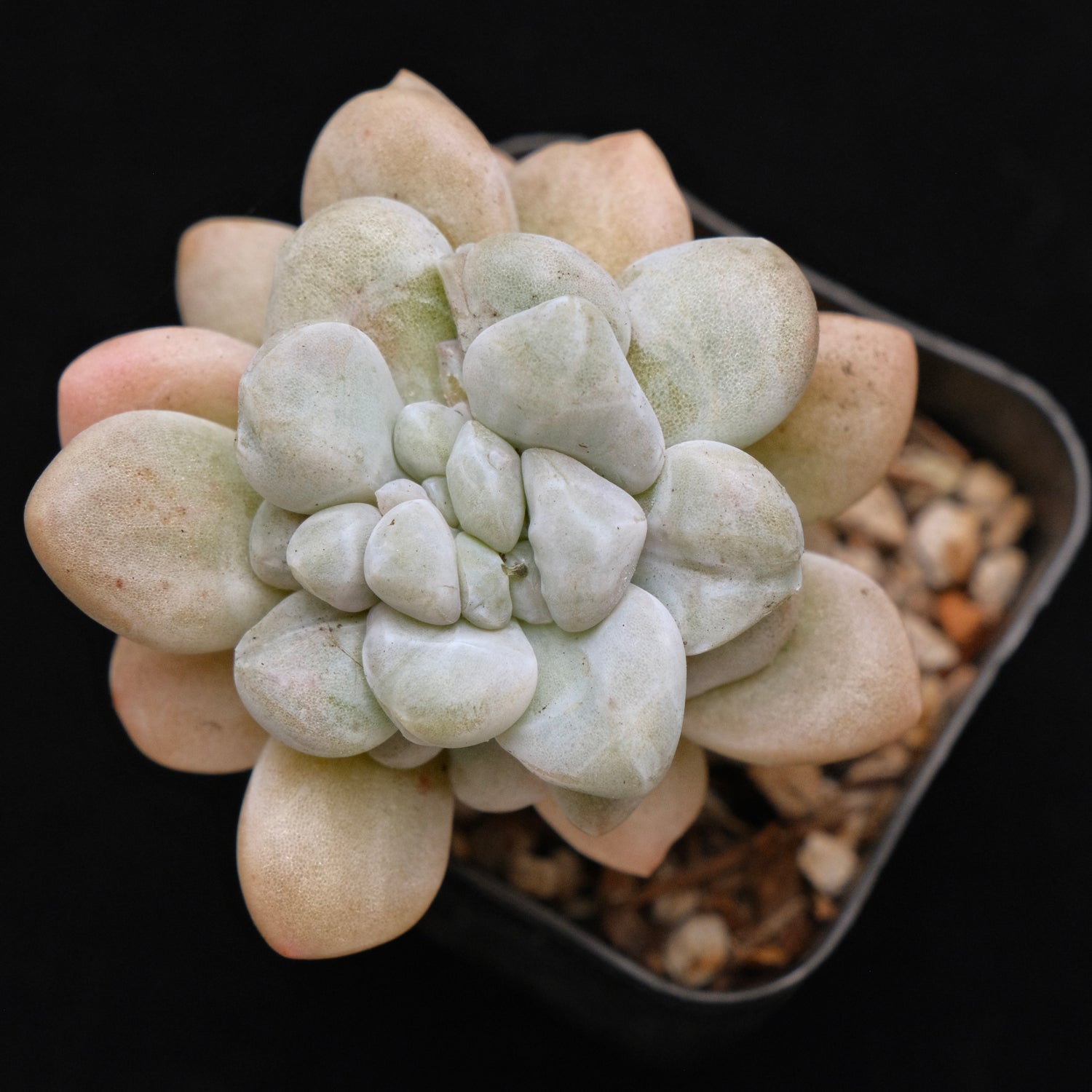 Monstrose Graptoveria Bubble Bomb Korean Succulent Plant