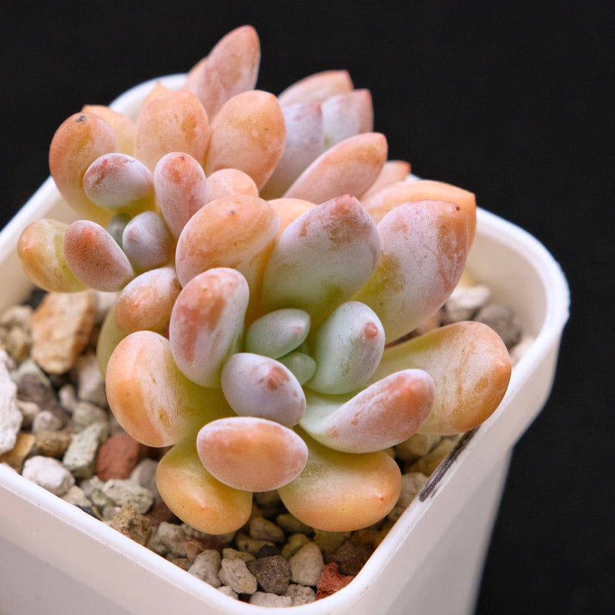 Pachyveria Venus Korean Succulent Plant