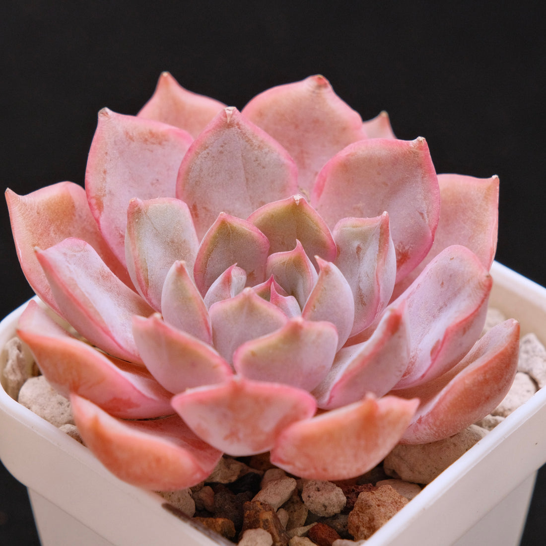 Echeveria Lucinda Korean Succulent Plant *New*