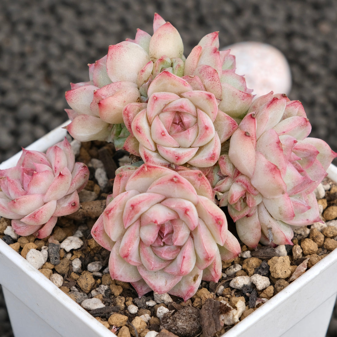 Echeveria Queen&