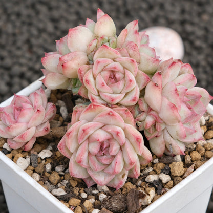 Echeveria Queen&