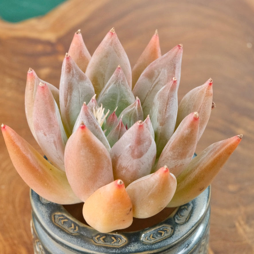 Echeveria tolimanensis hybrid Korean Succulent Plant Changhee hybrid