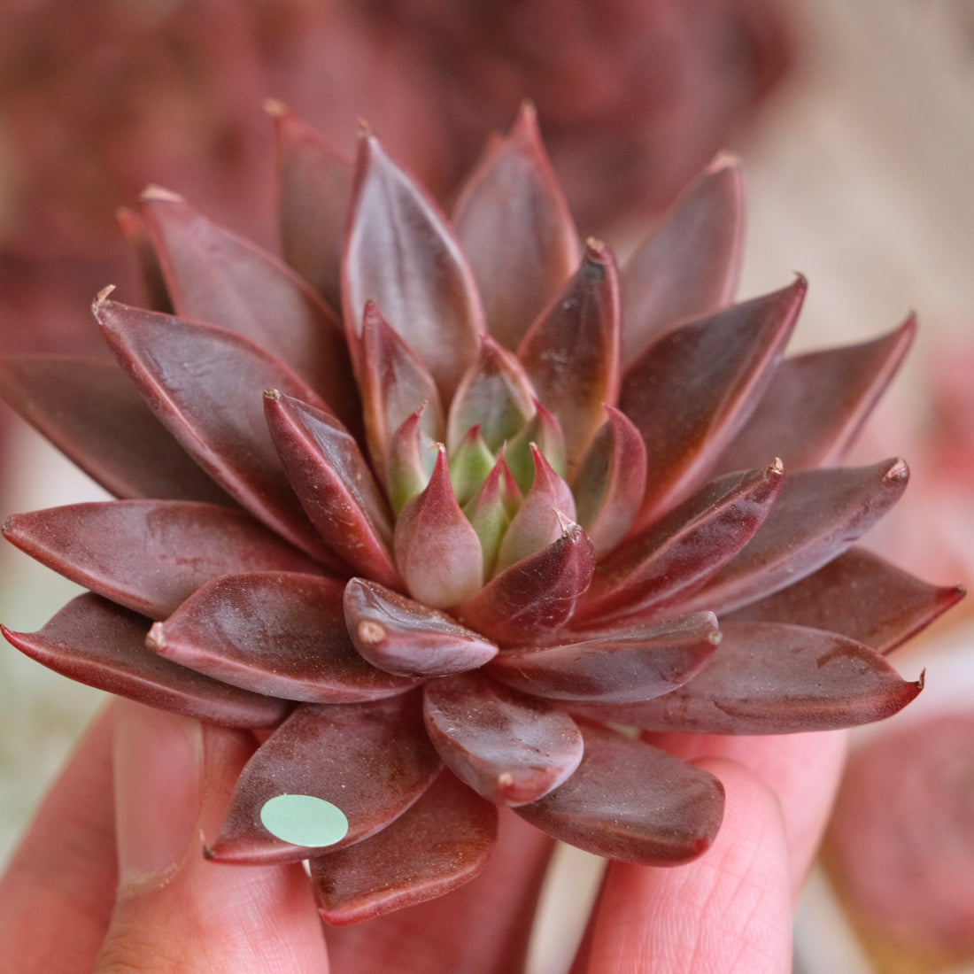 Echeveria Let&