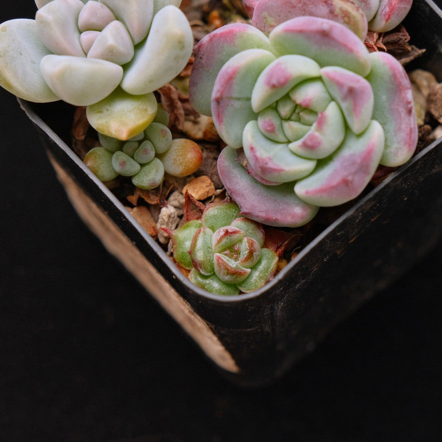 Baby Pot Korean Succulent Plant