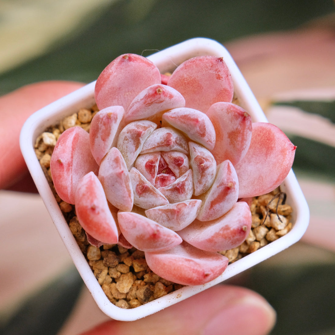 Echeveria hyalina hybrid Korean Succulent Plant *New*