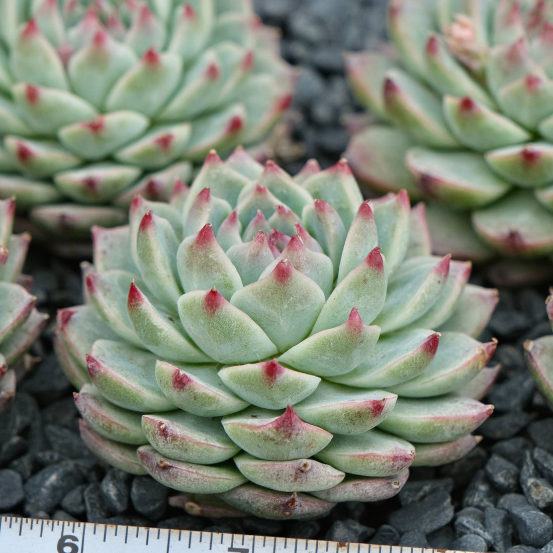 Echeveria Bing Chan Imported Succulent Plant