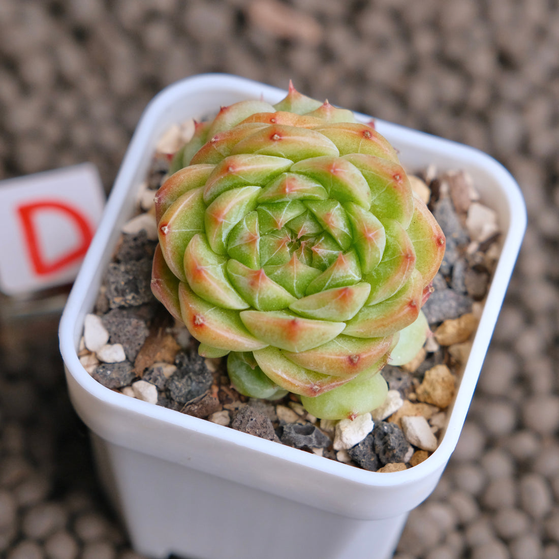 Echeveria Cola Jelly Imported Succulent Plant - D