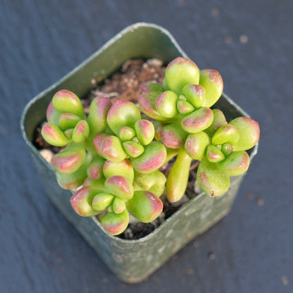 Sedum lucidum Obesum Succulent Plant