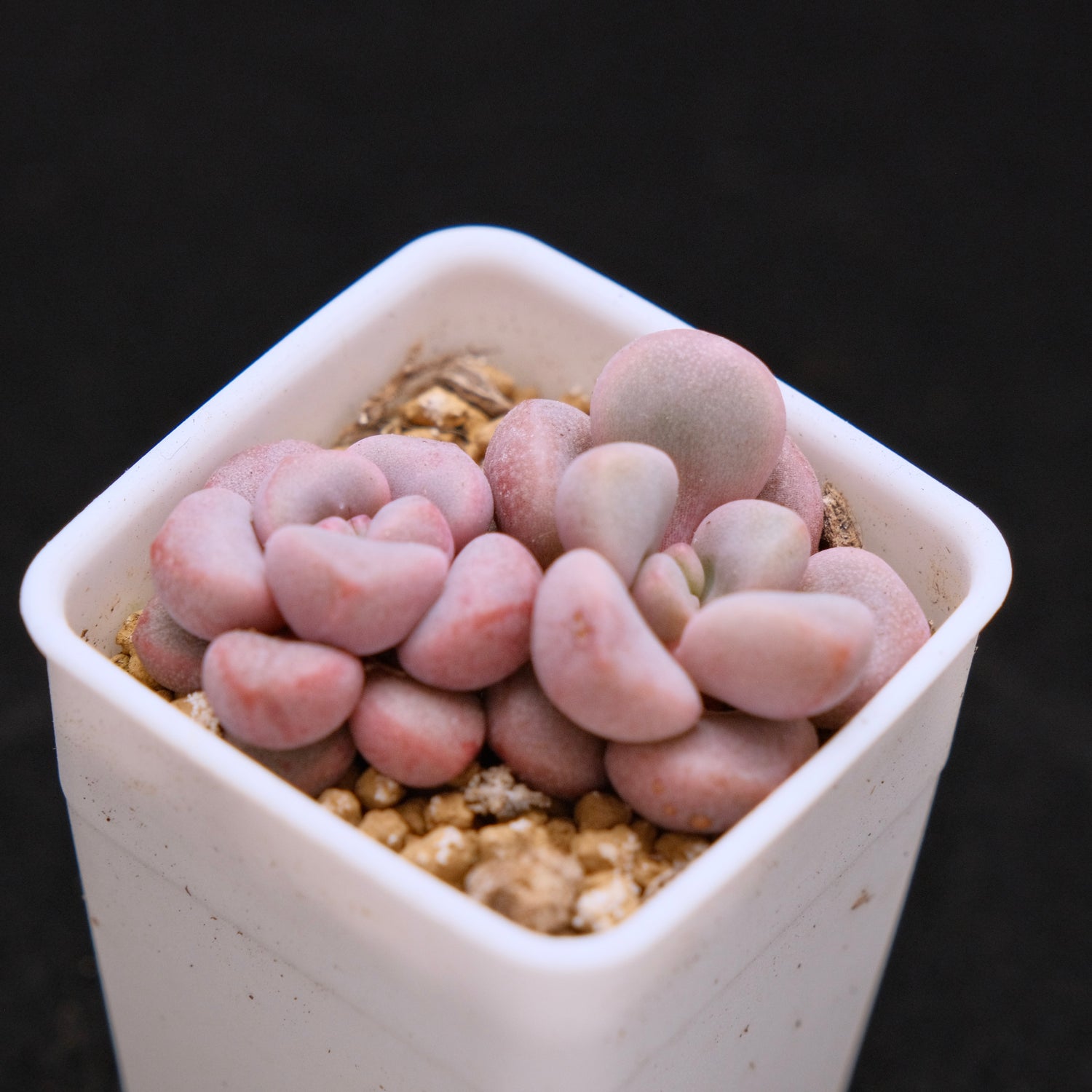 Graptopetalum Polari Heart babies Korean Succulent Plant