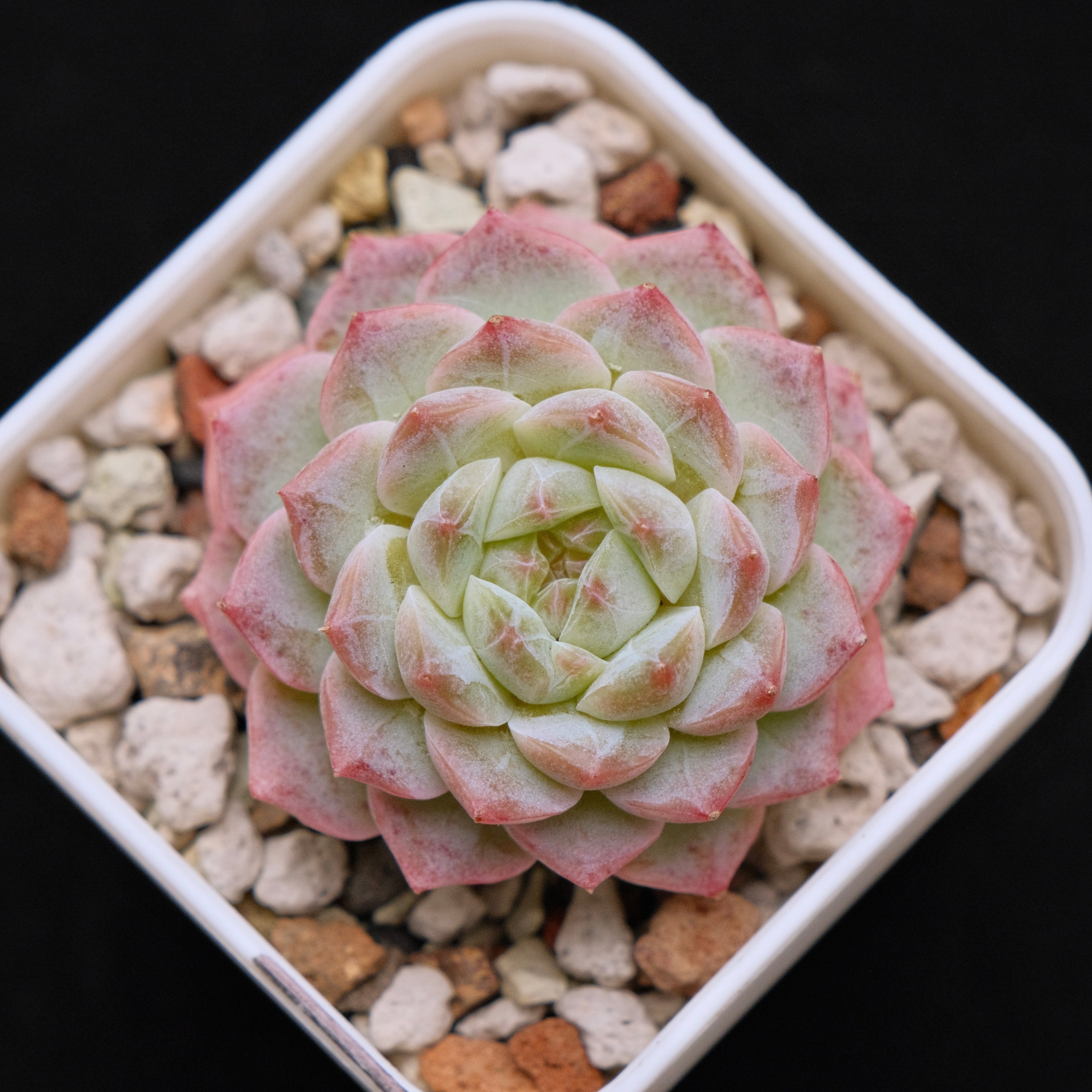 Echeveria hybrid Imported Succulent Plant 溏心杂