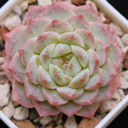 Echeveria hybrid Imported Succulent Plant 溏心杂