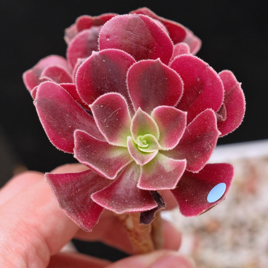 *Rare* Aeonium Pink Witch Variegated Korean Succulent Plant 粉女巫锦