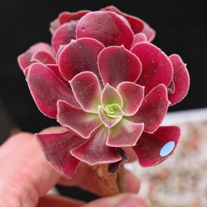 *Rare* Aeonium Pink Witch Variegated Korean Succulent Plant 粉女巫锦