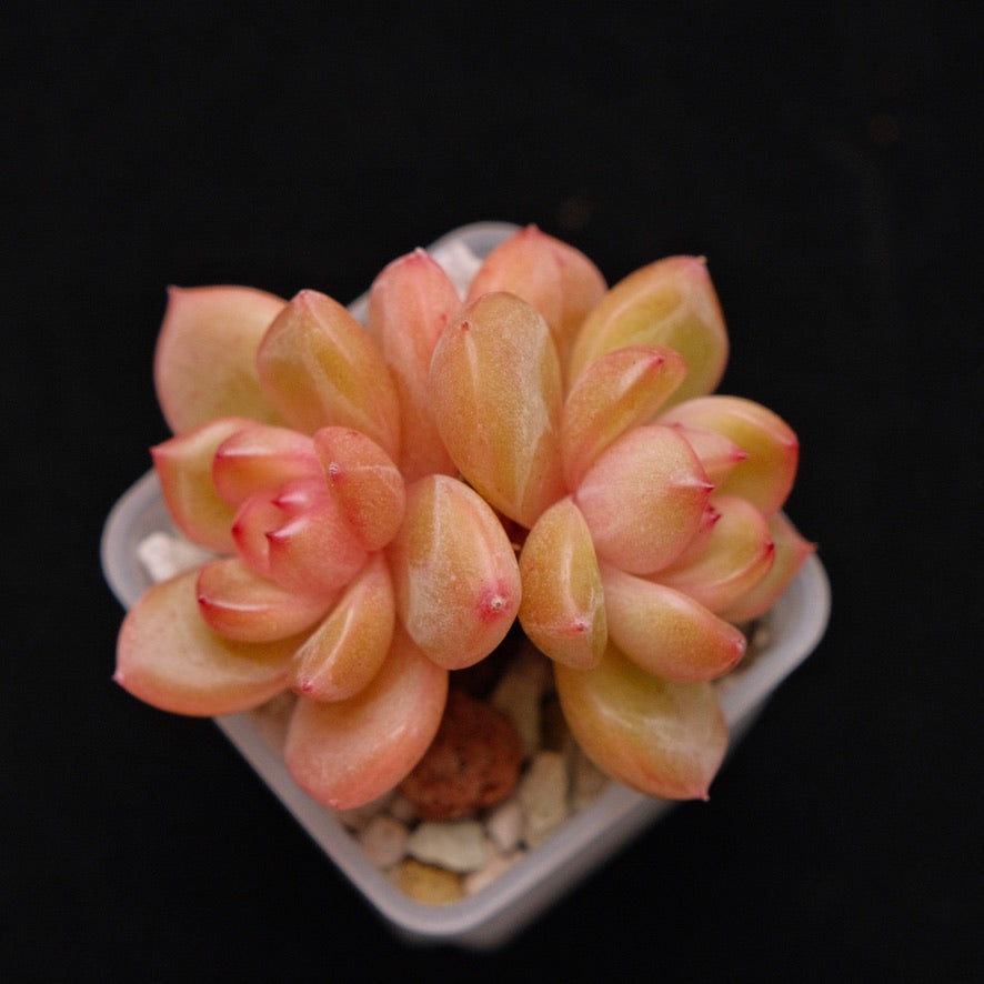 Echeveria Philon Korean Succulent Plant *New*