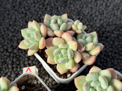 Pachyveria Elaine Reinelt Imported Succulent Plant