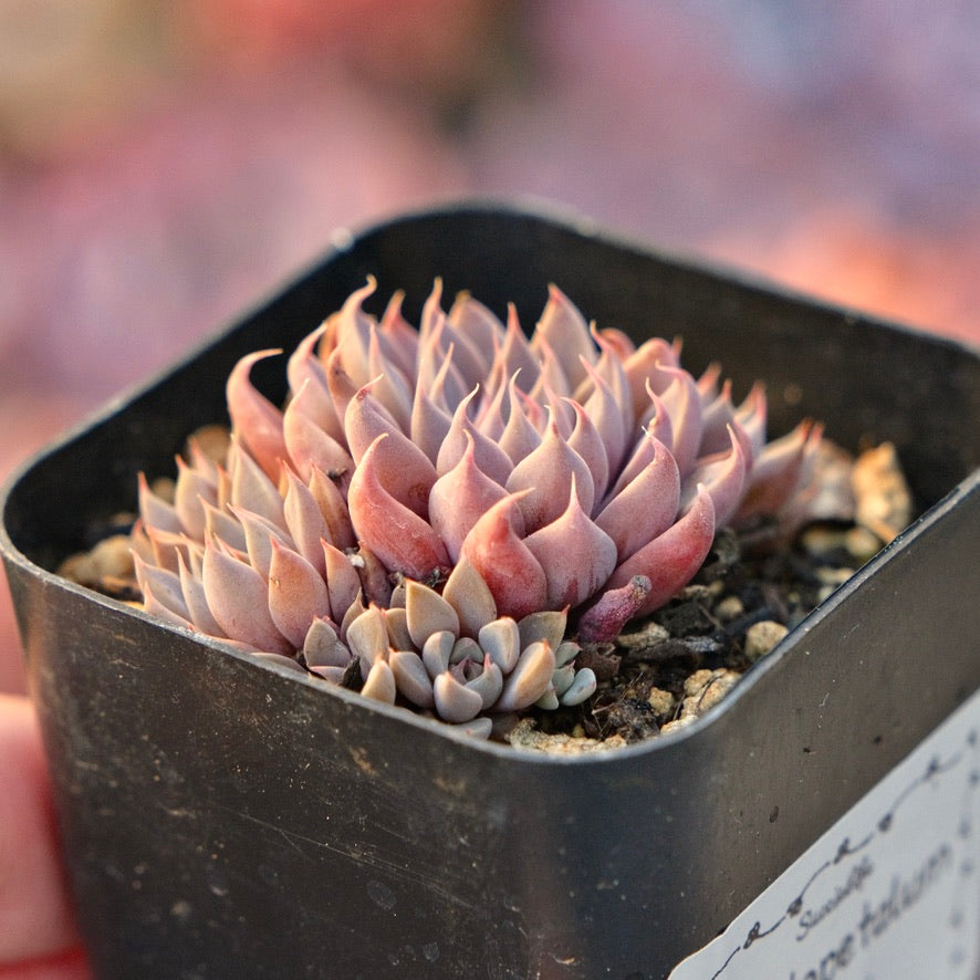 Graptopetalum rusbyi Succulent Plant