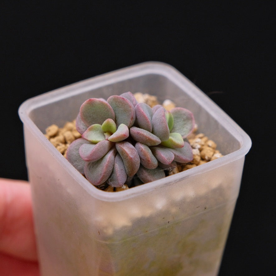 Pachyveria Rezry baby Korean Succulent Plant