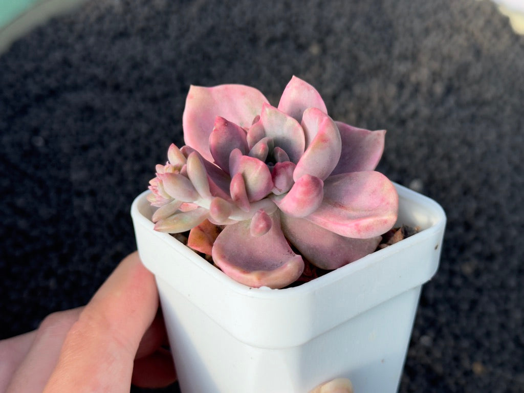 Variegated Graptoveria Mrs. Richards Korean Succulent Plant