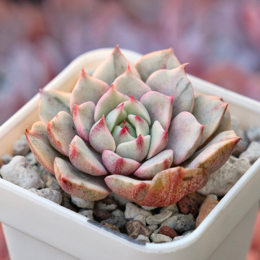 Variegated Echeveria Ben Badis Korean Succulent Plant