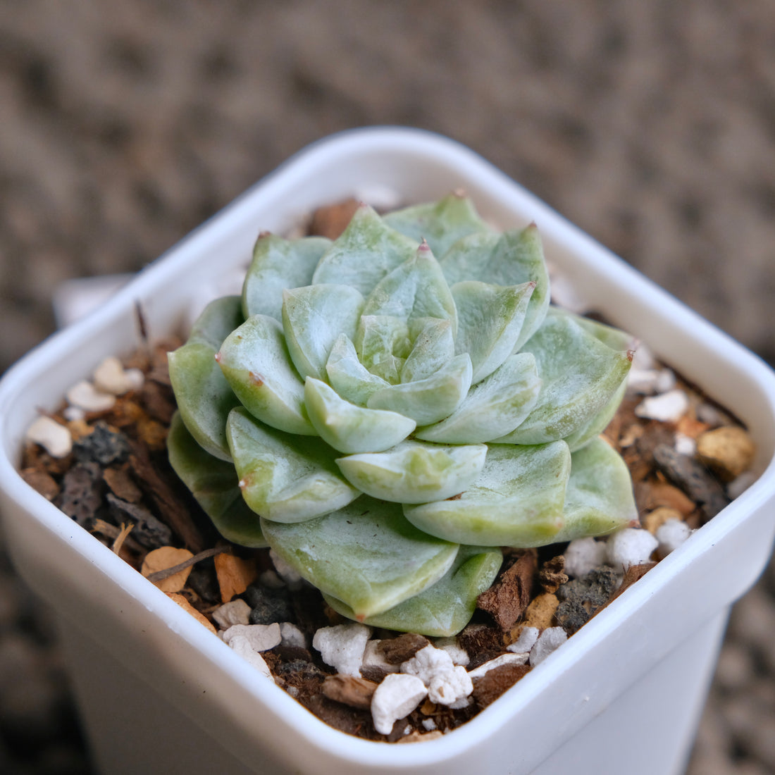 Echeveria Icy Snow (Monstrose) Imported Succulent Plant - A