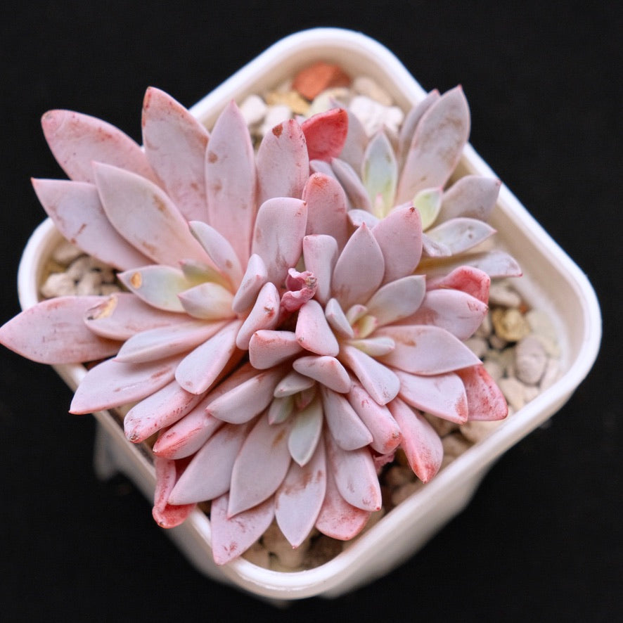 Graptoveria Lulu Korean Succulent Plant