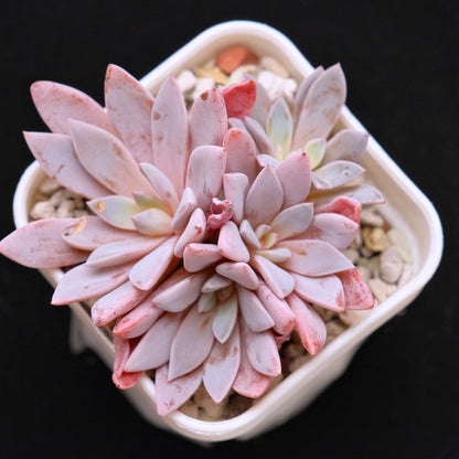 Graptoveria Lulu Korean Succulent Plant