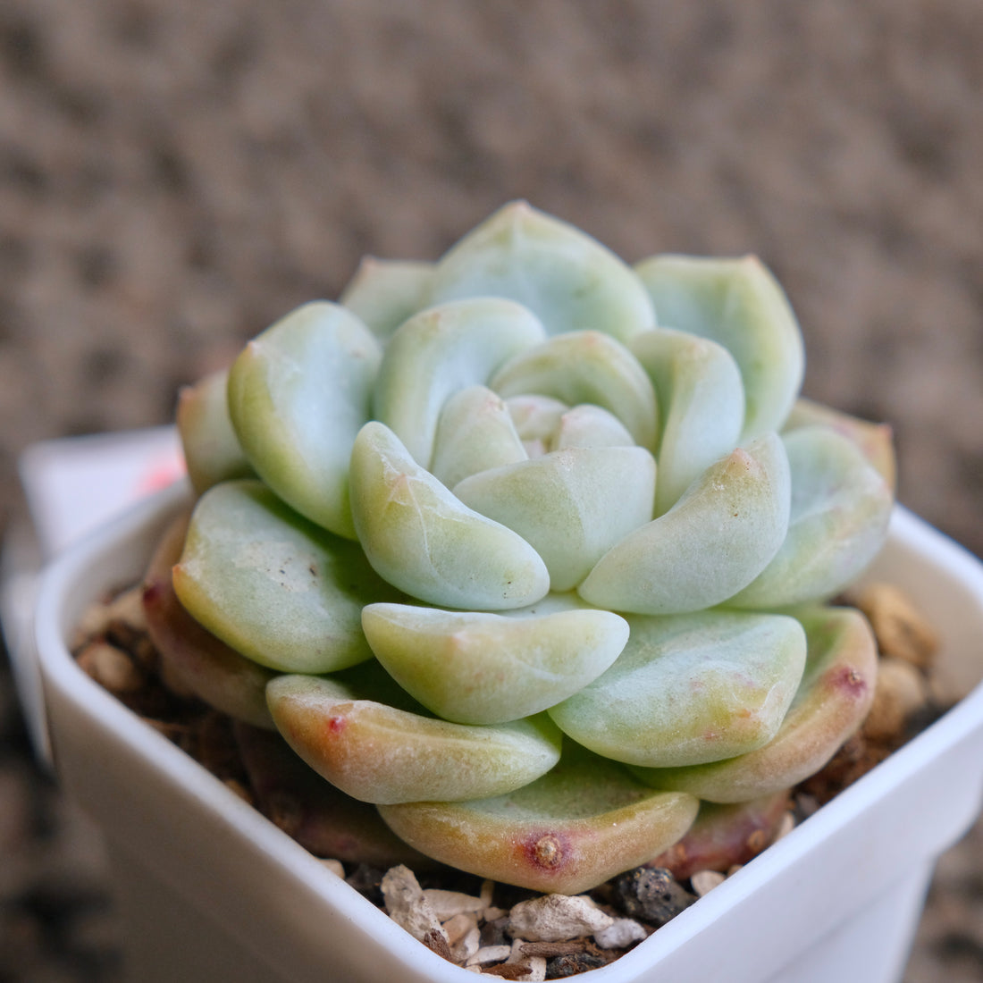 Echeveria Monroe x Albicans  Imported Succulent Plant - A