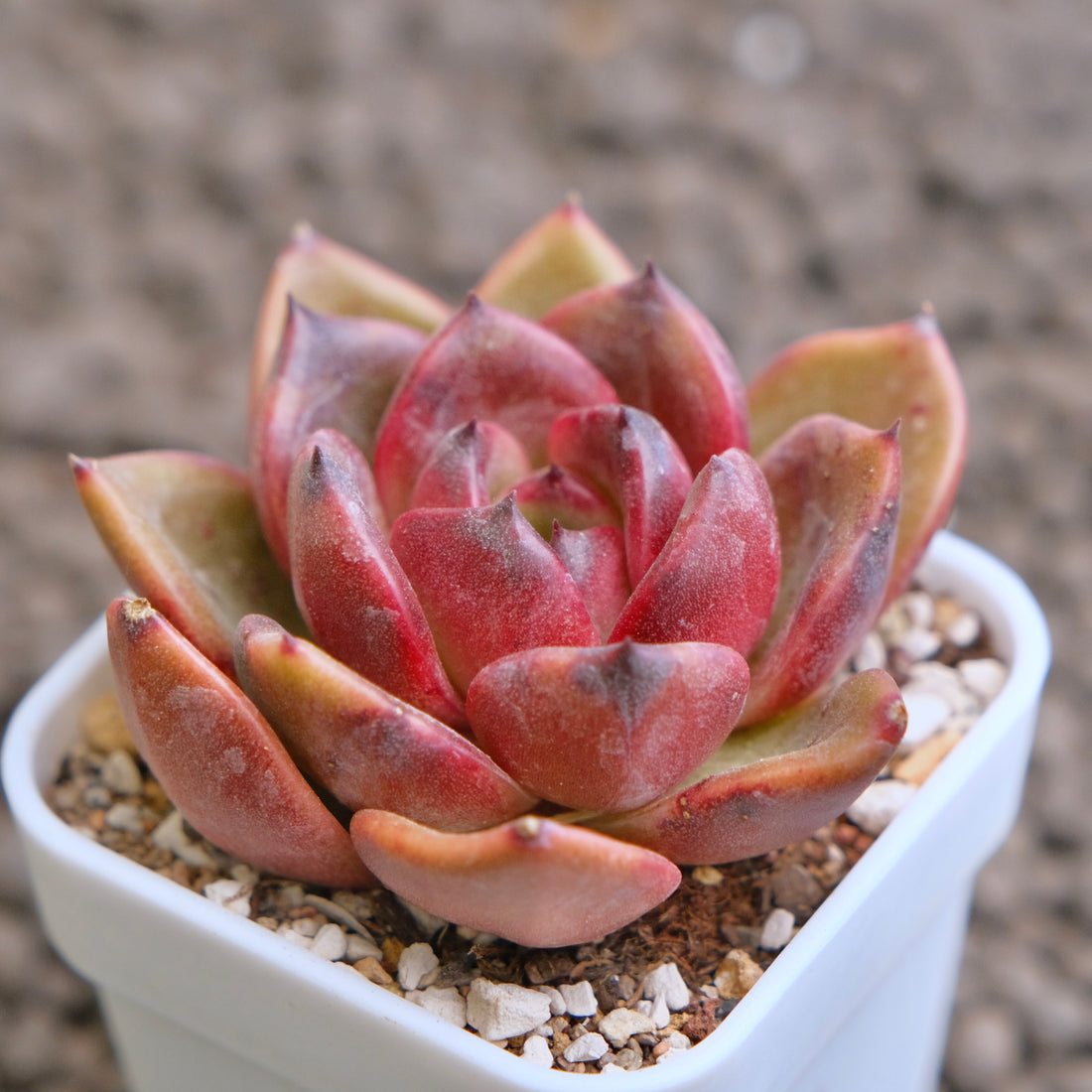 Echeveria Black Pink Korean Succulent Plant - A