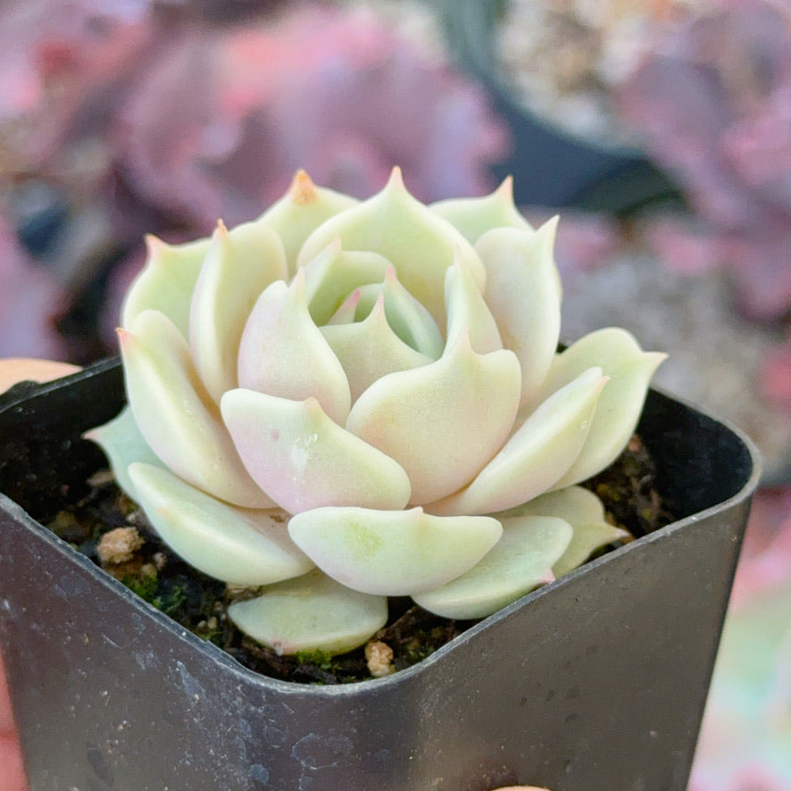 Echeveria Lola Succulent Plant