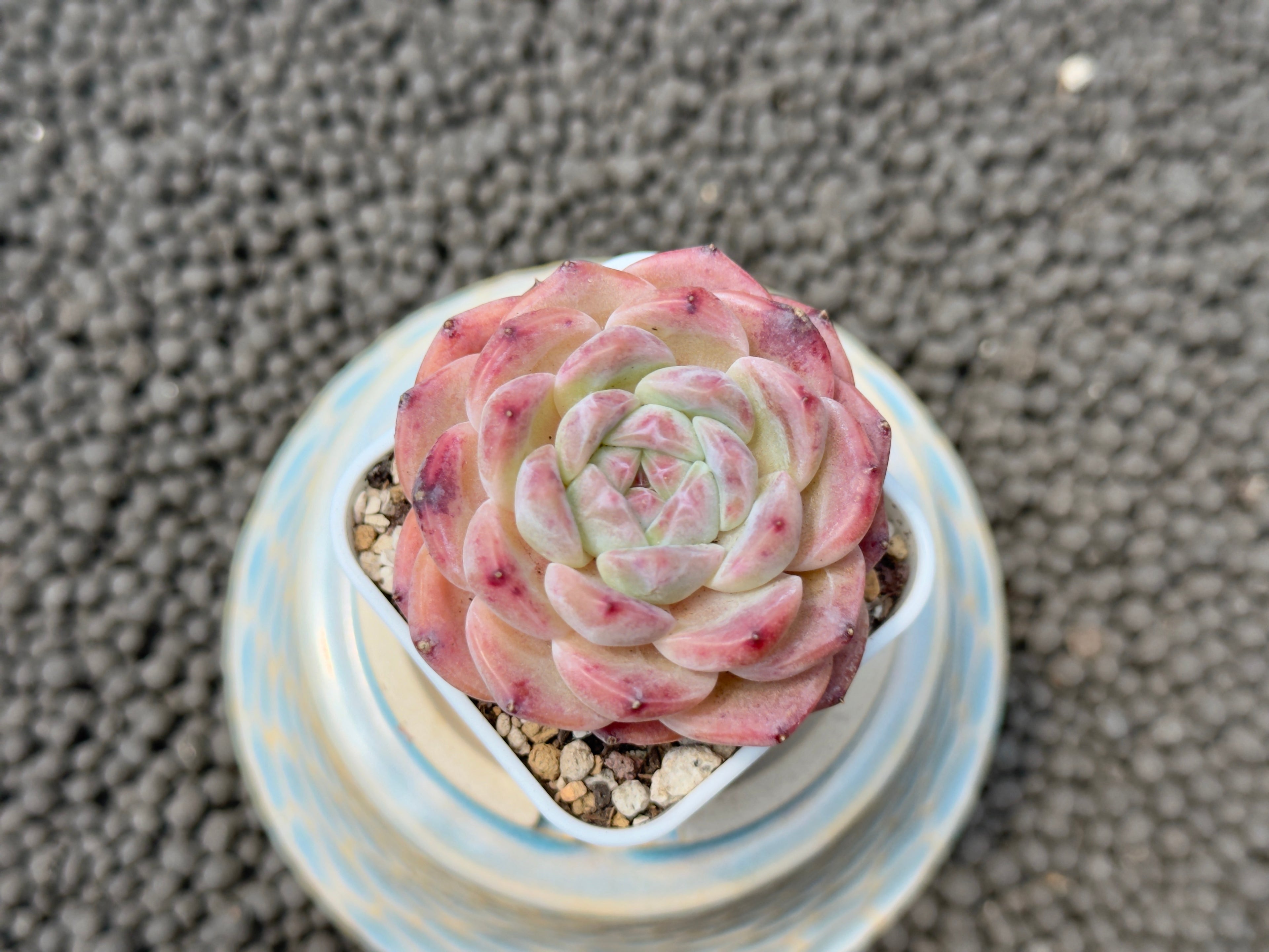 Echeveria Pink Lina Imported Succulent Plant