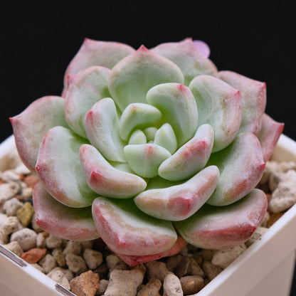 Echeveria Snow Mochi Imported Succulent Plant *New* 雪媚娘