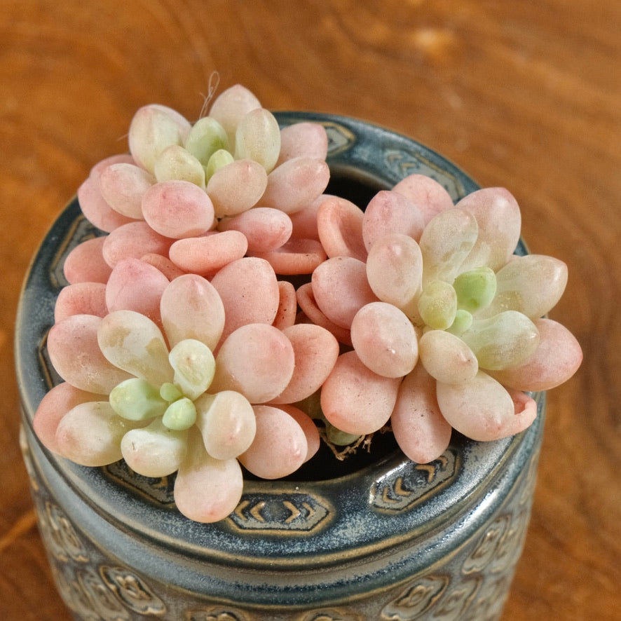 Graptosedum Rococo Imported Succulent Plant