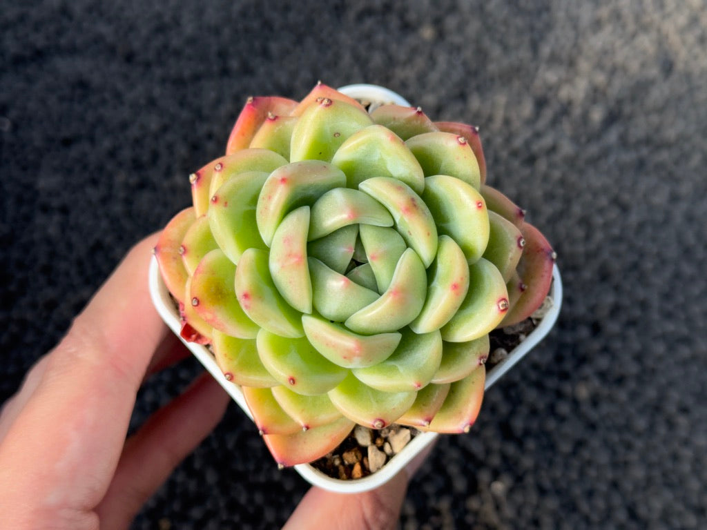 Echeveria Shallot Imported Succulent Plant