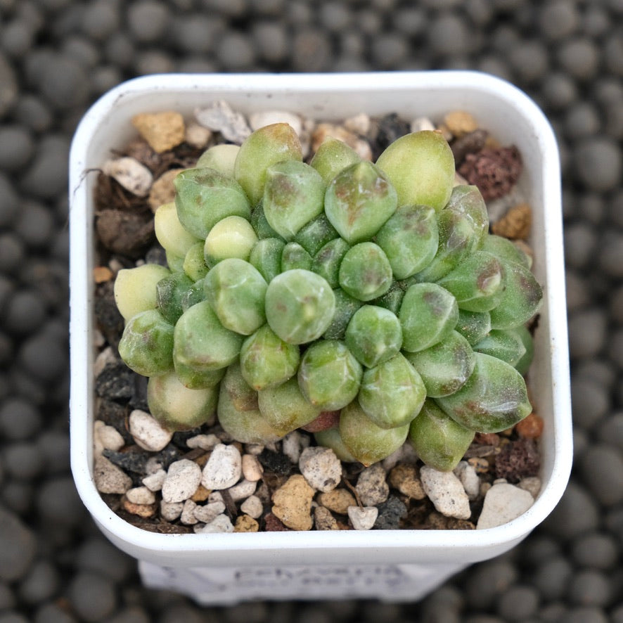 Crested Variegated Pachyphytum compactum Imported Succulent Plant