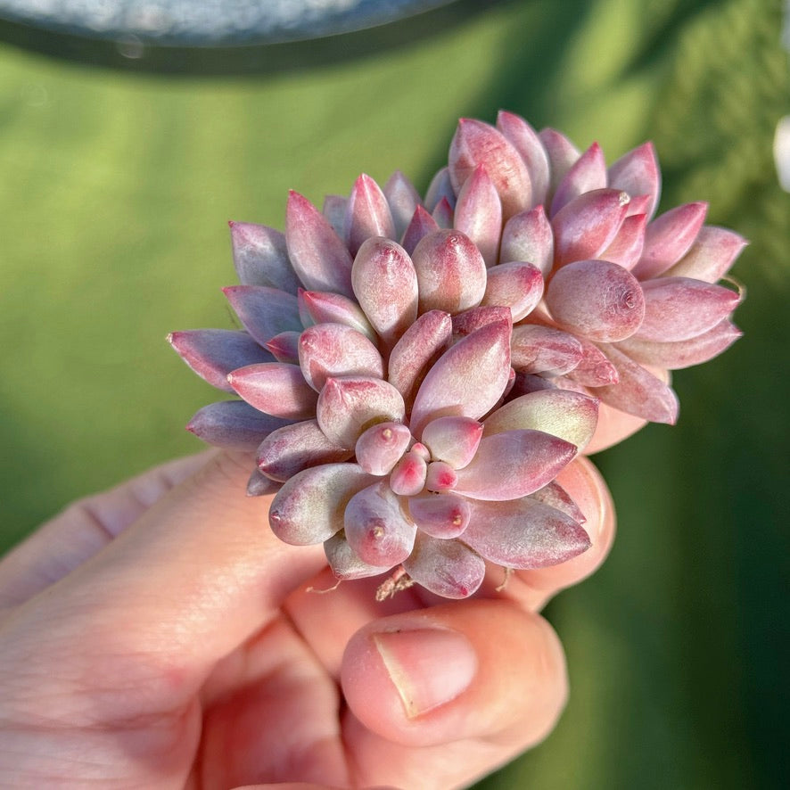 Pachyveria Red Poppy Succulent Plant *New* B