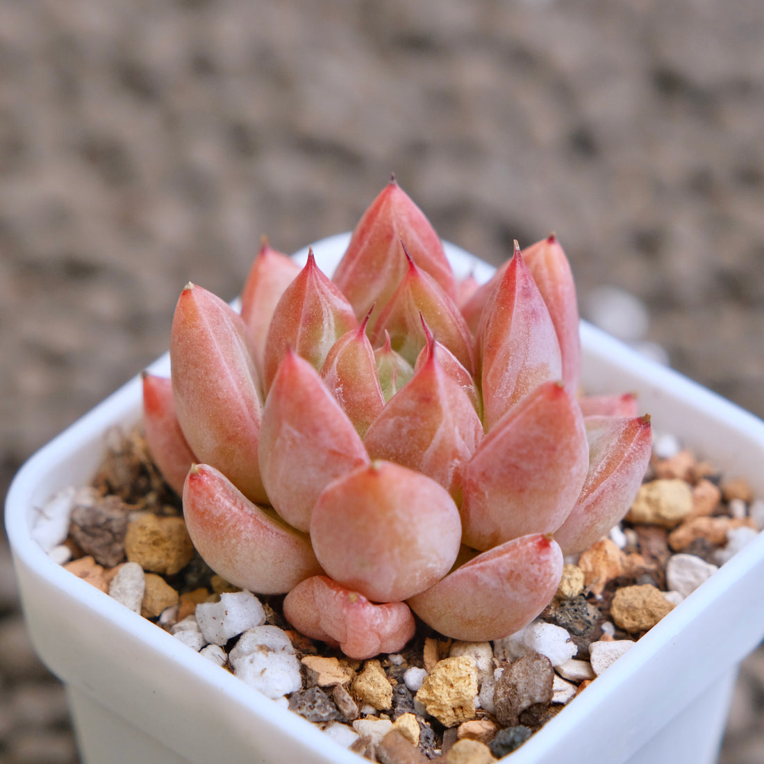 Echeveria Banksy (hwaga hybrid) Korean Succulent Plant - B