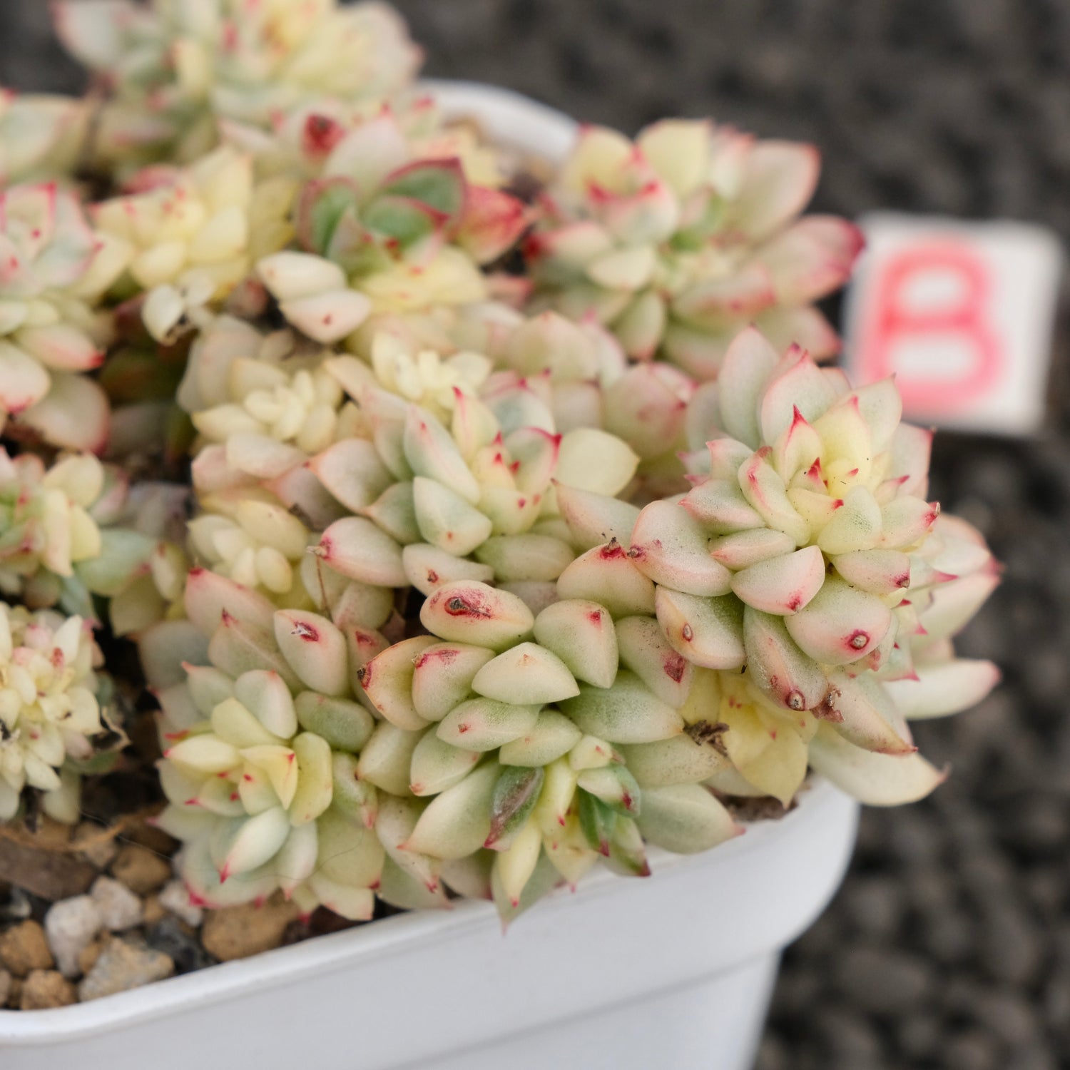 Variegated Echeveria Mebina Imported Succulent Plant