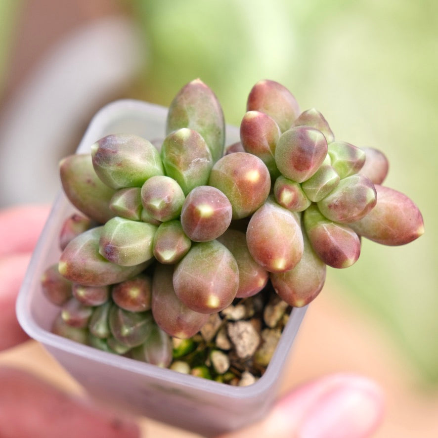 Pachyphytum compactum Korean Succulent Plant