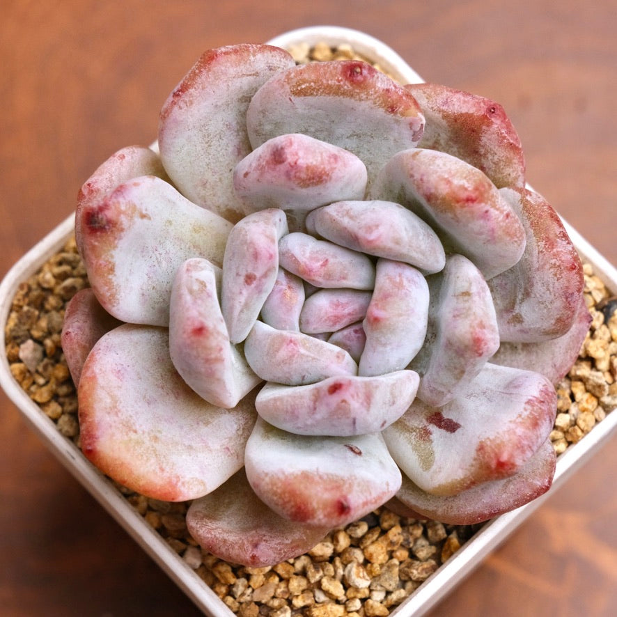 Monstrose Echeveria Monroe Imported Succulent Plant