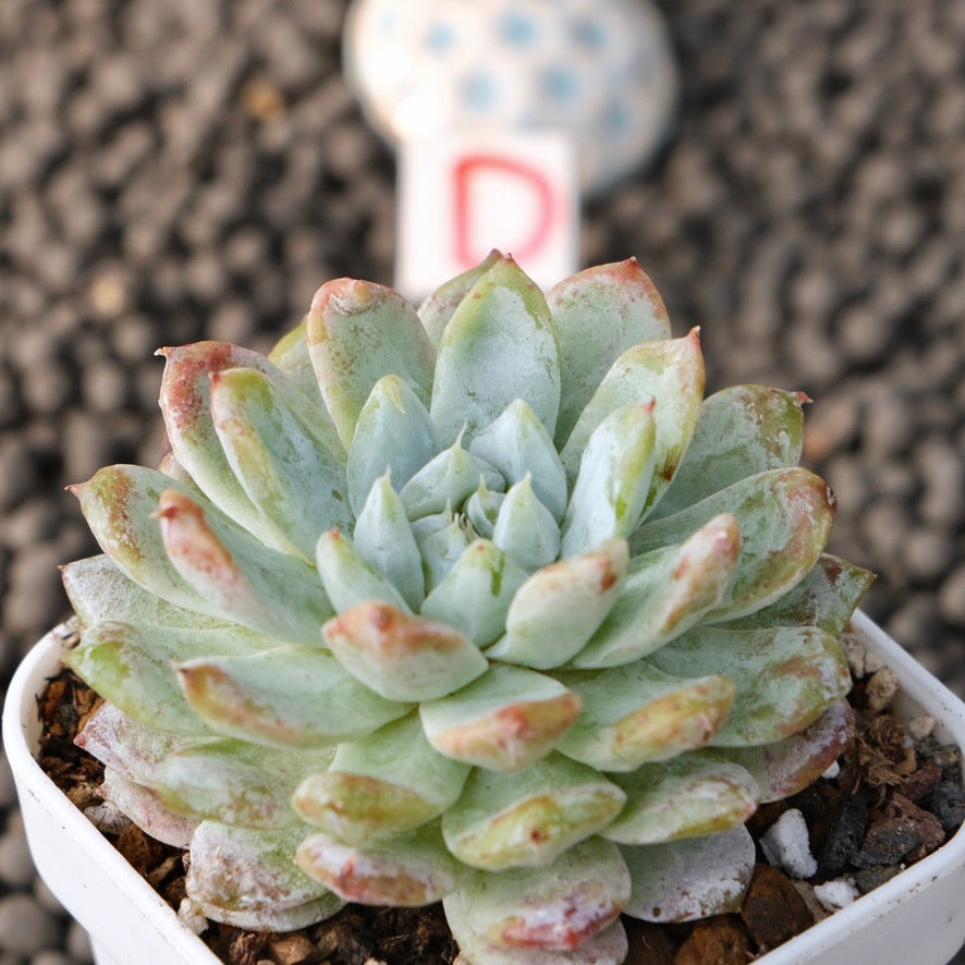 Echeveria Snow Peak Korean Succulent Plant New Changhee Hybrid