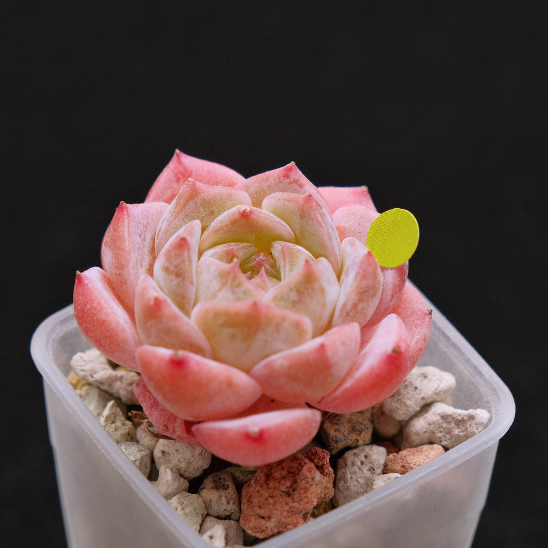 Echeveria hybrid Imported Succulent Plant 溏心杂