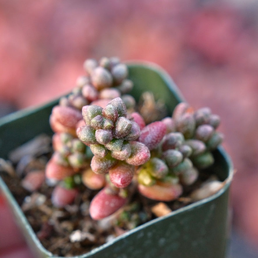 Sedum furfaceum Succulent Plant