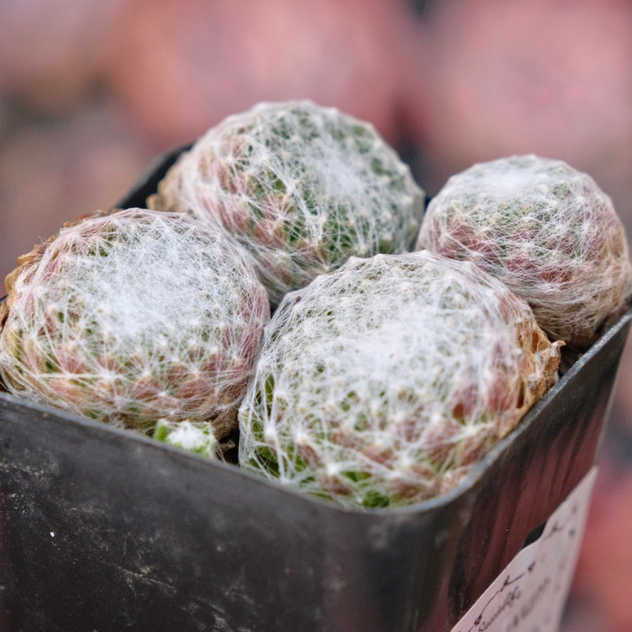 Sempervivum arachnoideum Succulent Plant