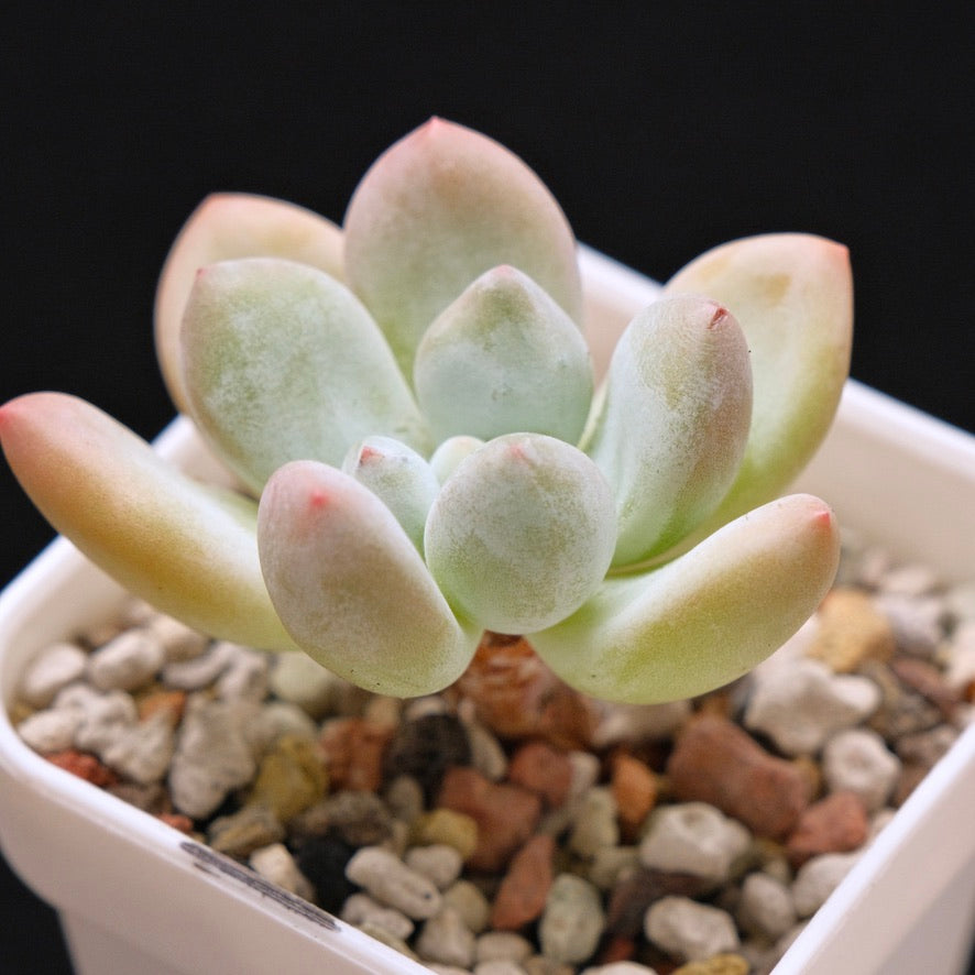 Pachyphytum Frevel Korean Succulent Plant